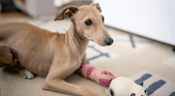 Orthopedic Surgery