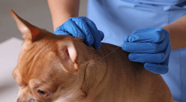 Integrative Veterinary Medicine